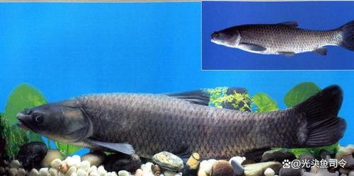 青鱼视频国产在线